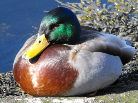 A mallard duck sits on a rock, soaking up the sun. Sun, Mallard, Duck Sitting, Mallard Duck, Types Of Animals, A Rock, Beautiful Birds, The Sun, Birds