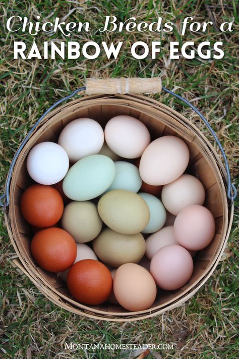 Chicken breeds that lay a colorful rainbow of eggs wood egg basket full of colorful eggs brown green blue cream colored rainbow eggs Different Color Eggs, Permaculture, Colored Egg Layers, Colorful Egg Layers, Rainbow Chicken Eggs, Rainbow Egg Layers, Colorful Chicken Eggs, Rainbow Eggs Chicken, Colored Eggs Chickens