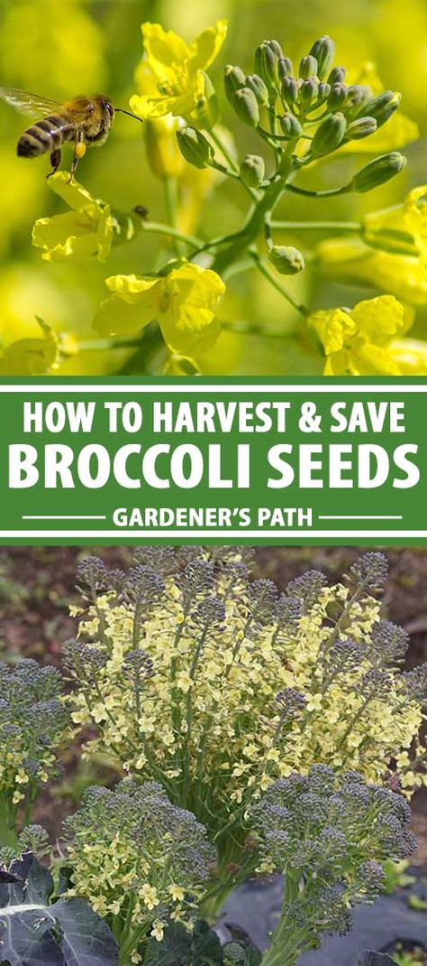 How To Save Broccoli Seeds, Saving Broccoli Seeds, Propagate Broccoli, Saving Seeds For Next Year, Saving Seeds From Vegetables, Gardening Notebook, How To Store Seeds, Harvesting Seeds, Broccoli Flower