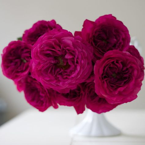 Flirty Fleurs Pink Garden Roses Study with Alexandra Farms - Princess Kishi Magenta Garden Rose Magenta Roses, Pink Garden Rose, Pretty Tattoo, Beautiful Tattoos For Women, Magenta Flowers, Magenta Rose, Rose Varieties, Viva Magenta, Raspberry Color