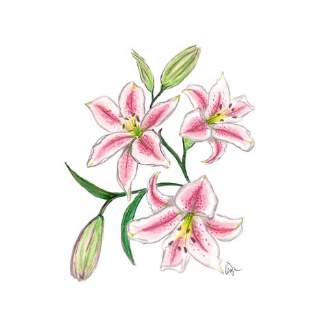 Pink Lilies 15 Flower Bouquet, 15 Bouquet, Lilly Flower Drawing, Kertas Vintage, Lilies Drawing, Lily Painting, Floral Illustration, Arte Sketchbook, For Her Gifts