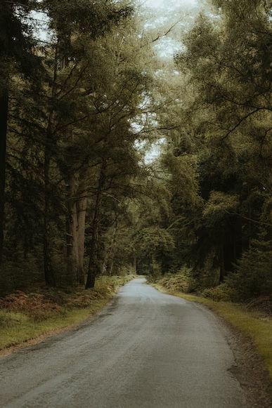 Nature, Road Highway, Mushroom Plant, Road Pictures, Empty Road, Forest Photos, Tree Images, Forest Road, Forest Wallpaper