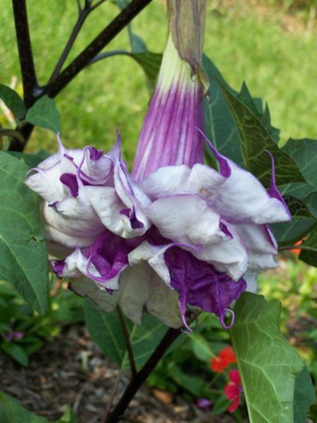 Crotons Plants, Trumpet Plant, Angel Trumpet Plant, Butterfly Garden Plants, Hollyhocks Flowers, Macro Photography Flowers, Goth Garden, Angel Trumpet, Zone 9