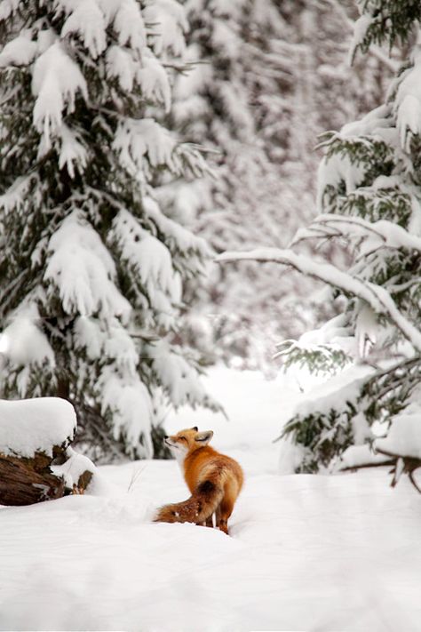 It's a beautiful world Red Fox, Winters Tafereel, Winter Szenen, Regnul Animal, Winter Magic, Winter Walk, Winter Scenery, Snow Scenes, Winter Wonder
