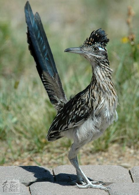 Desert Birds, Arizona Birds, Greater Roadrunner, Bird Barn, Desert Animals, All Birds, Road Runner, Pretty Birds, Bird Photo