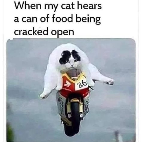 Humour, True Meme, What Cat, Cat Stories, Funny Cat Memes, March 25, Top Funny, Funny Animal Memes, Picture Captions