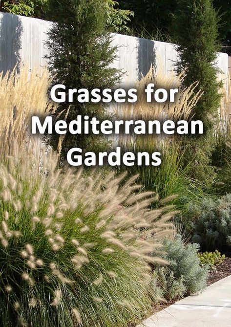 Mediterranean Drought Tolerant Landscape, Mediterranean Plants Tuscan Garden, Drought Tolerant Grasses California, Mediteranian Garden Design, Mediterranean Trees Garden Design, Gardens With Ornamental Grasses, Gardens With Grasses, Mediteranian Garden Ideas, Modern Mediterranean Garden Design