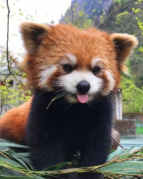 Red Panda Cute, Red Panda Baby, Panda Cute, Beautiful Valley, Six Senses, Baby Animals Pictures, Super Cute Animals, Pretty Animals, Cute Animals Images
