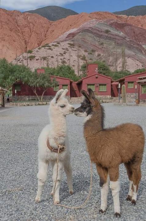 Mendoza, Funny Animal Pictures, Animal Kingdom, Visit Argentina, Iguazu Falls, Peru Travel, Travel Goals, Cute Images, World Traveler