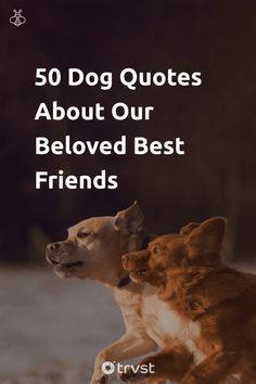 My Buddy Quotes, Dog Best Friend Quotes Love, Dog Companion Quotes, Man’s Best Friend Quotes Dog, Dogs Best Friend Quotes, Quote About Dogs Love, Beautiful Dog Quotes, The Love Of A Dog Quotes, Quotes On Dogs Love