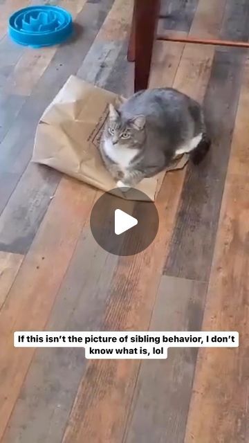 Kitty Cats Cute, Cute Kitties Videos, Cute And Funny Cats, Kitty Videos Funny, Funny Cute Cat Pictures, Funny Cat Videos Can't Stop Laughing, Cute Cat Videos Funny, Animal Oddities, Cute Small Cat