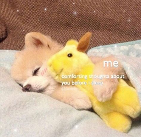 Goodnight! 🦙🐢💛 Kawaii, Humour, Goodnight Cute, Flirty Memes, Wholesome Pictures, Memes Cute, Cute Love Memes, Crush Memes, Cute Messages