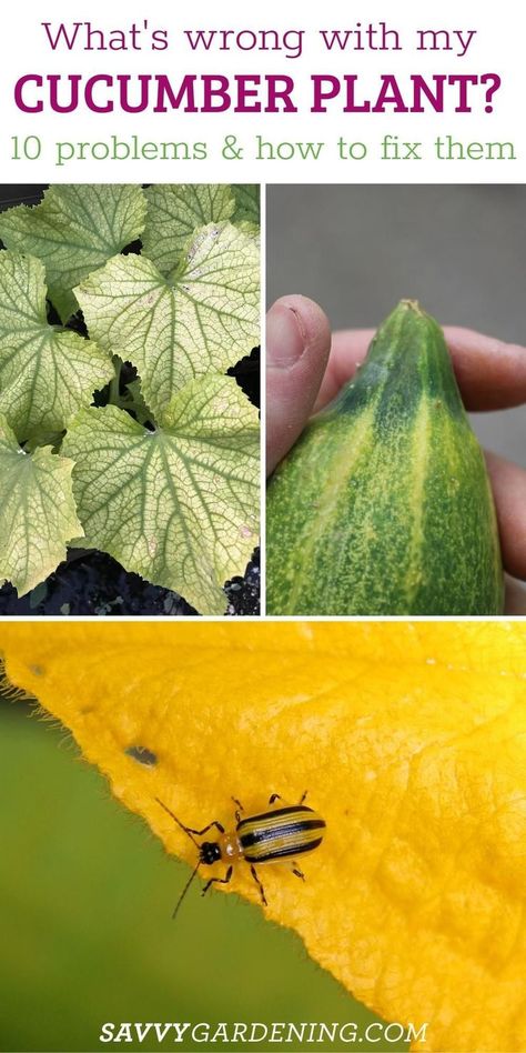 Cucumber Plant Problems, Cucumber Growing, Cucumber Seedlings, Cucumber Varieties, Cucumber Gardening, Harvest Garden, Organic Gardening Pest Control, Cucumber Beetles, Lemon Cucumber