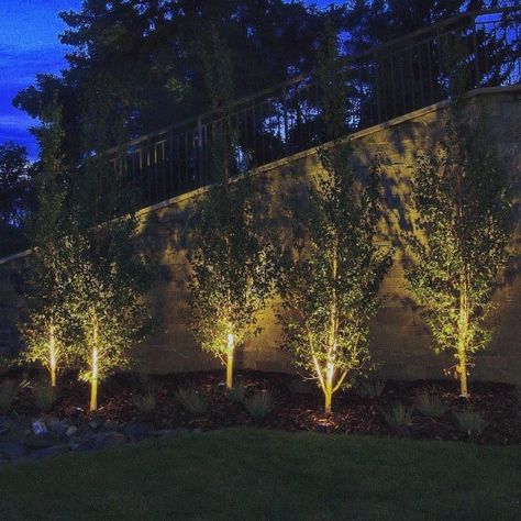 Backyard Illumination, Garden Illumination, Tree Uplighting, Path Lighting Ideas, Landscaping Lighting, Backyard Fence Decor, Outdoor Tree Lighting, Driveway Lighting, Backyard Trees