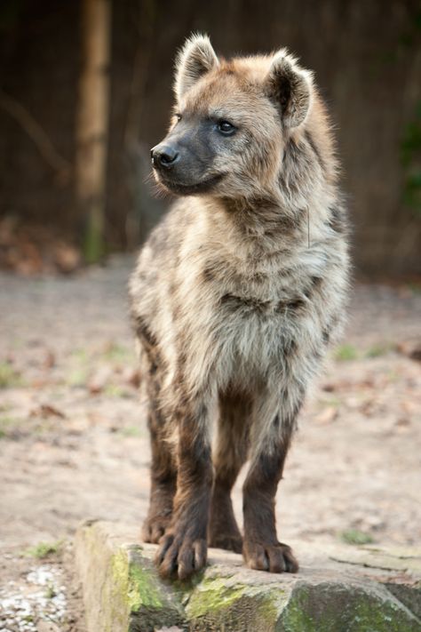 Spotted hyena Cute Wild Animal Pictures, Hyena Pictures, Hyena Ears, Hyena Photography, Laughing Hyena, Brown Hyena, Striped Hyena, Spotted Hyena, Maned Wolf