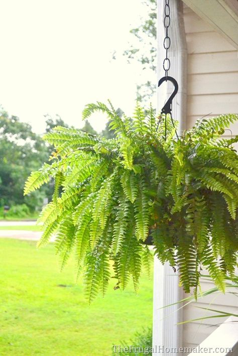 How to keep your ferns green and growing even in the summer heat Ferns Along Fence, Fern Varieties Outdoor, Ferns In Hanging Baskets, How To Keep Ferns Healthy, How To Grow Ferns, How To Make Ferns Grow Big, Fern Planters Ideas, Porch Ferns, Fern Landscaping