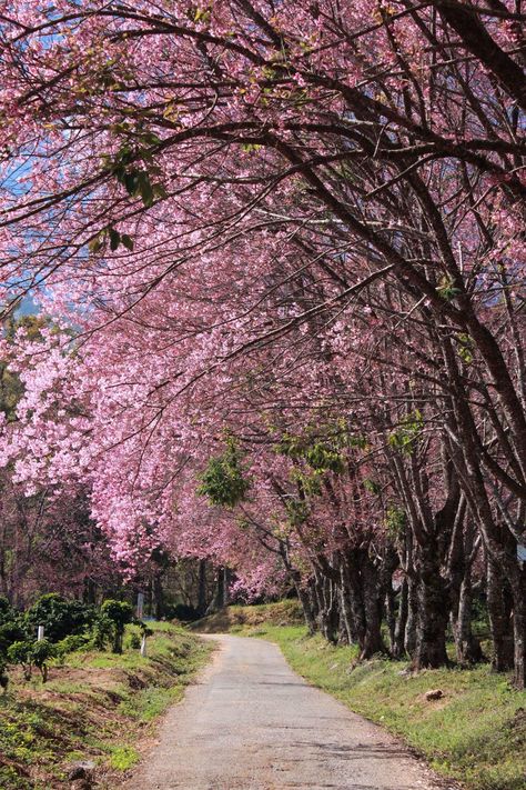 Aspettando la primavera... Meravigliosi ciliegi :) Nature, Spring Scenery, Cottage Garden Design, Spring Blossoms, Pink Trees, Nature Plants, Spring Blossom, Flowering Trees, Beautiful Nature Pictures