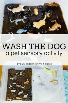 Preschool Pet Activities, Pets Preschool, Pet Theme, Pets Preschool Theme, Pre K Pages, Sensory Activity, Pet Vet, Preschool Class, Preschool Themes