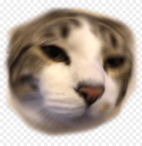 Cat Discord Emoji, Emoji Discord, Discord Emoji, Emoji Png, Clear Background, Anime Cat, Png Transparent, Transparent Png, Instant Download