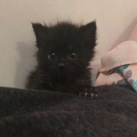 Black Cats Kitten, Cat Black Aesthetic, Baby Black Cat, Cute Black Kitten, Black Kittens, Black Kitty, Silly Cats Pictures, Cute Cats Photos, Black Kitten