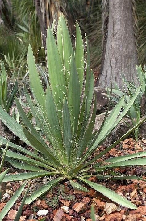 Yucca Garden Ideas, Yucca Landscaping Front Yards, Yukka Plant Outdoor, Desert Container Gardening, Red Yucca Landscape, Yukka Plant, Dessert Plants, Yucca Gloriosa, Tall Succulents