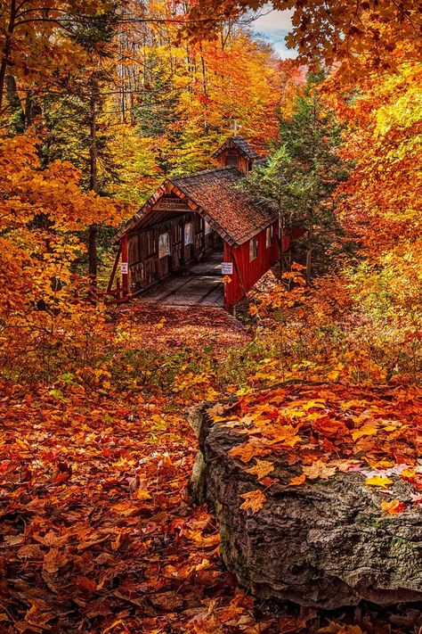 Joshuas Crossing, Lake Ann, Michigan 📍 | Autumn scenery, Autumn photography, Fall pictures Desenho Tom E Jerry, Autumn Magic, Autumn Scenes, Autumn Scenery, Autumn Beauty, Fall Pictures, Autumn Landscape, Autumn Aesthetic, Fall Wallpaper