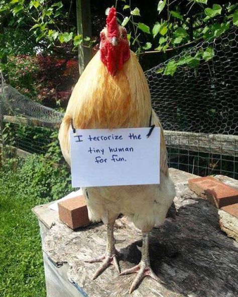 Funny-Chicken-Shaming-Farm-Life Humour, Keeping Chickens, Chicken Shaming, Animal Shaming, Dog Shaming, Building A Chicken Coop, Chickens And Roosters, Chicken Humor, Pet Chickens