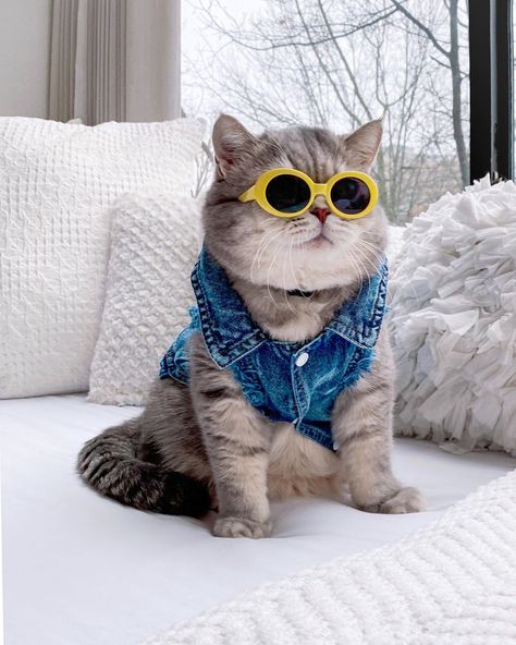 Benson, el gatito rescatado que ama vestir looks a la moda Kawaii, Kittens In Costumes, Wallpaper Silly, Gatos Cool, Ninja Cats, Cat Glasses, Silly Cats Pictures, Cute Animals Images, Cat Photography