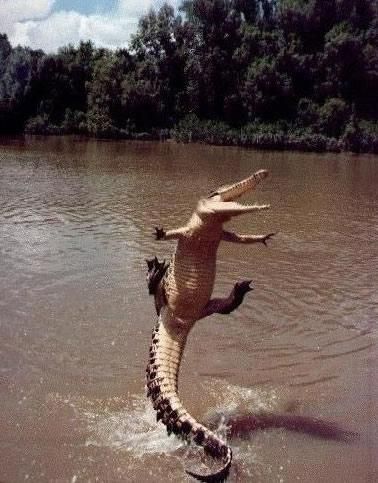 Happiest alligator in history. Never thought I'd see an alligator smile! :) Reptiles And Amphibians, Smiling Animals, Animale Rare, 웃긴 사진, Silly Animals, Crocodiles, Weird Animals, Happy Animals, Animals Of The World