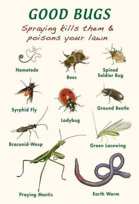 Natural Garden, Insects Drawing, Plantarea Legumelor, Bad Bugs, Garden Bugs, Garden Insects, Garden Pest Control, Beneficial Insects, Garden Pests