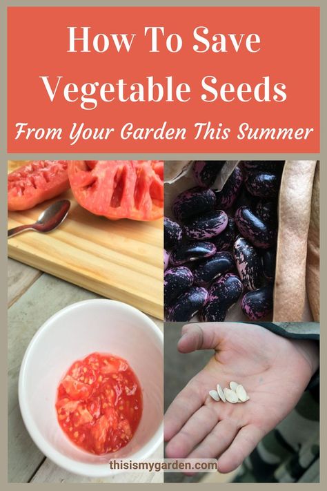 Image on the left of a tomato cut in half with the seed core in a small bowl. Top right image of beans that are black with a pinkish swirl, and bottom right image of cucumber seeds in a person's hand. From thisismygarden.com. Nature, How To Get Seeds From Vegetables, Save Seeds From Produce, Saving Vegetable Seeds, How To Save Seeds From Vegetables, Saving Seeds From Vegetables, Raised Bed Vegetable Garden Layout, How To Store Seeds, Saving Tomato Seeds