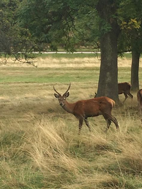 Animals, Deer, London, Richmond Park London Deer, Richmond Park London, Richmond London, Richmond Park, London Park, Sound