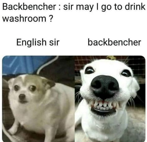 Backbencher: sir may I go to drink washroom? English sir – Backbencher Humour, Hilarious Animal Memes, Cheesy Jokes, Funny Attitude Quotes, Funny Texts Jokes, School Quotes Funny, Weird Quotes Funny, Funny School Jokes, Latest Funny Jokes