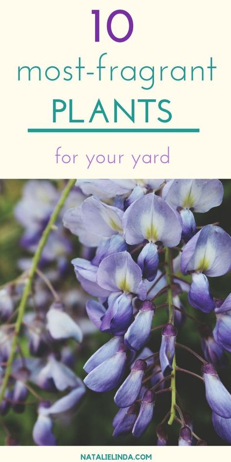 Fragrant Garden Design, Herb Tips, Fragrance Garden, Potted Plants Patio, Balance Life, Beginners Landscaping, Scent Garden, Vegetable Patch, Making Plant Pots