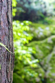 bark, forest, tree शटर स्पीड, Blur Image Background, फोटोग्राफी 101, Photoshop Digital Background, इंस्टाग्राम लोगो, Photoshop Backgrounds Free, Blurred Background Photography, Blur Background Photography, तितली वॉलपेपर