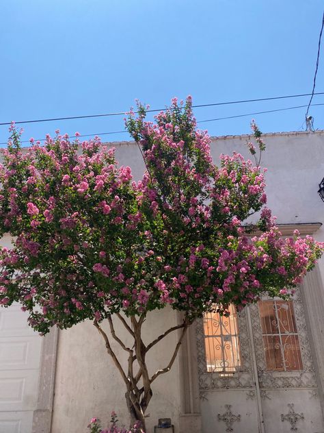 Tree with pink flowers in front of White House in Mexico with fancy swirly doors and light blue sky Madeleine, Nature, Flower Tree Aesthetic, Trees With Pink Flowers, Tree With Pink Flowers, Pink Flower Tree, Mobile Home Landscaping, Tree With Flowers, Flower Trees