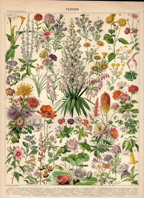 Botanisk Illustration, Collage Des Photos, Illustration Botanique, Botanical Poster, Picture Collage Wall, Art Et Illustration, Scientific Illustration, Vintage Poster Art, Plant Illustration