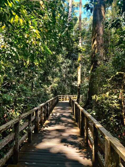 Sandakan, Kota Kinabalu, Outdoor Nursery, Interesting Place, Circus Animals, Traditional Medicine, Yet To Come, Stuff To Do, Travel Blog