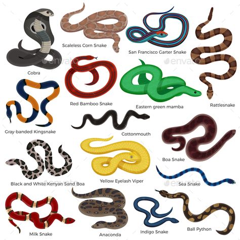 Poisonous snake colored decorative icons set with description of reptiles types isolated on white background cartoon vector illust Different Types Of Snakes, Snake Colors, Anaconda Snake, White Background Cartoon, Colorful Snake, Milk Snake, Poisonous Snakes, Pet Lizards, Sea Snake