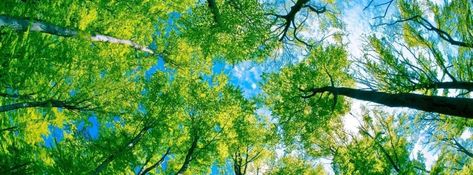 Forest Foliage on a Sunny Day Facebook cover Nature, Workplace Wellness Ideas, Forest Header, Mango Video, Linkedin Background Photo, Facebook Cover Photos Inspirational, Linkedin Cover Photo, Forest Foliage, Facebook Background