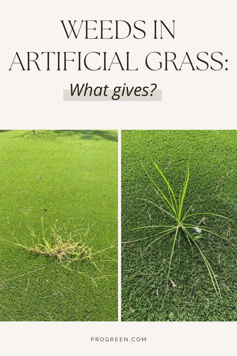 weeds growing in artificial turf lawn Mother Nature, Seeds, Weeding, Lawn, Astro Turf, Artificial Turf, Artificial Grass, The Sand, Blog Post