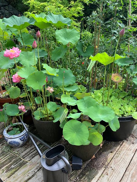 How to Grow Lotus in Containers - FineGardening Lotus Pot Water Garden, Lotus Flower Plant Indoor, Water Lily In Pot, Growing Lotus From Seed, Lotus Plant At Home, Lotus Pond Garden, Plant Based Aesthetic, Lotus Flower Garden, Growing Lotus