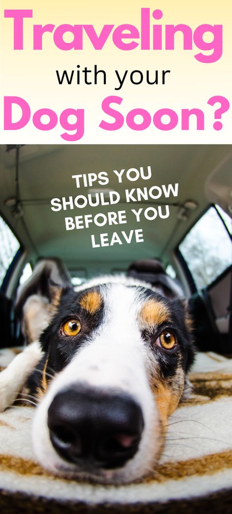 If you are planning on going on a road trip with your dog, check out our ultimate guide on everything you should know before you leave. Nature, Dog Vacation Packing List, Car Trip With Dogs, Traveling With A Dog Road Trips, Road Trip With Dog Tips, Travel With Dogs Road Trips, Dog Road Trip Essentials, Traveling With Dogs In Car, Road Trip Storage