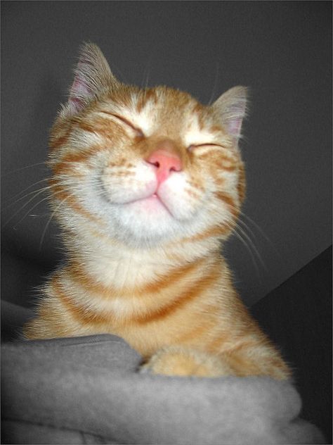 How happy does he look? Haiwan Comel, Haiwan Lucu, Cat Holidays, Photo Chat, Orange Cats, Haiwan Peliharaan, Funny Cat Memes, Happy Animals, Happy Cat