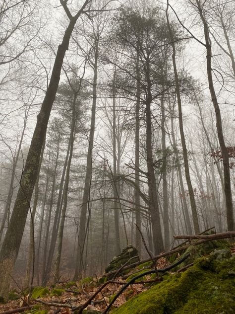 Nature, Evermore Woods Aesthetic, Evermore Folklore Aesthetic, Folklore Forest Aesthetic, White Autumn Aesthetic, Folklore And Evermore Aesthetic, Evermore Aesthetic Taylor Swift, Folklore Evermore Aesthetic, Folklore Aesthetic Taylor Swift