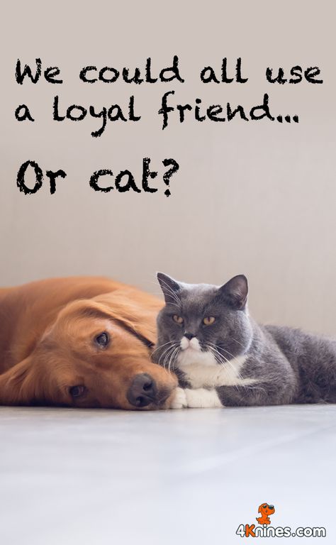 Cats are our best friend too! Dog Friendship Quotes, Cat And Dog Friendship, Dog Best Friend Quotes, Cat Friendship, Pet Quotes Dog, Best Dog Quotes, Kitten Quotes, Cute Cat Quotes, Dog Words