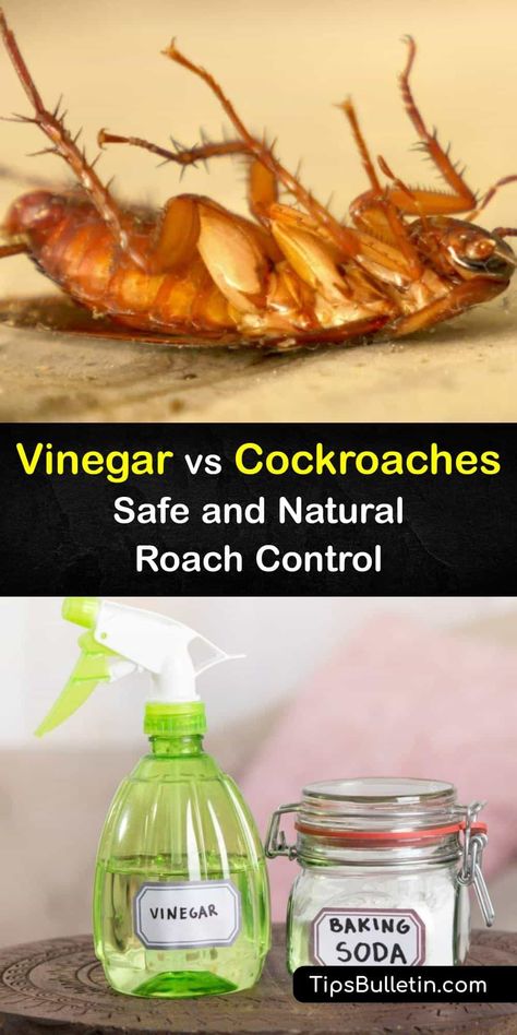 Find out how vinegar stops a roach infestation and use this versatile liquid for pest control. White vinegar is a natural way to repel roaches and keep the roach population in check. Combine it with essential oils to make it stronger and eliminate cockroaches. #vinegar #destroy #roaches Ways To Get Rid Of Roaches, Natural Roach Repellant, How To Repel Roaches, Diy Cockroach Repellent, Natural Cockroach Repellent For Home, Get Rid Of Cockroaches Naturally, Natural Way To Get Rid Of Roaches, Best Way To Get Rid Of Cockroaches, Essential Oils For Cockroaches