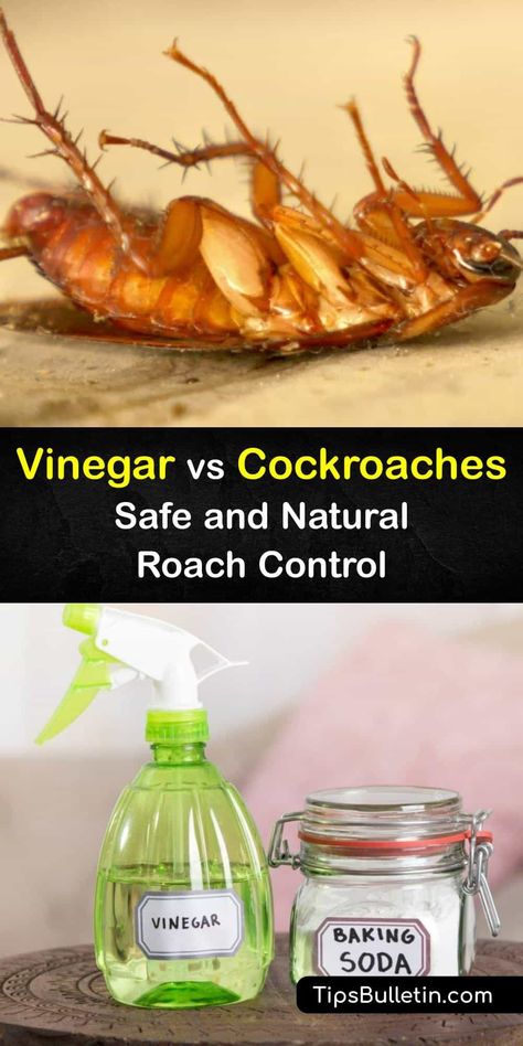 Find out how vinegar stops a roach infestation and use this versatile liquid for pest control. White vinegar is a natural way to repel roaches and keep the roach population in check. Combine it with essential oils to make it stronger and eliminate cockroaches. #vinegar #destroy #roaches Ways To Get Rid Of Roaches, Essential Oil Cockroach Repellent, How To Repel Roaches, Natural Cockroach Repellent For Home, Diy Cockroach Repellent, Essential Oils For Pest Control, Natural Roach Repellant, Best Way To Get Rid Of Cockroaches, Natural Way To Get Rid Of Roaches