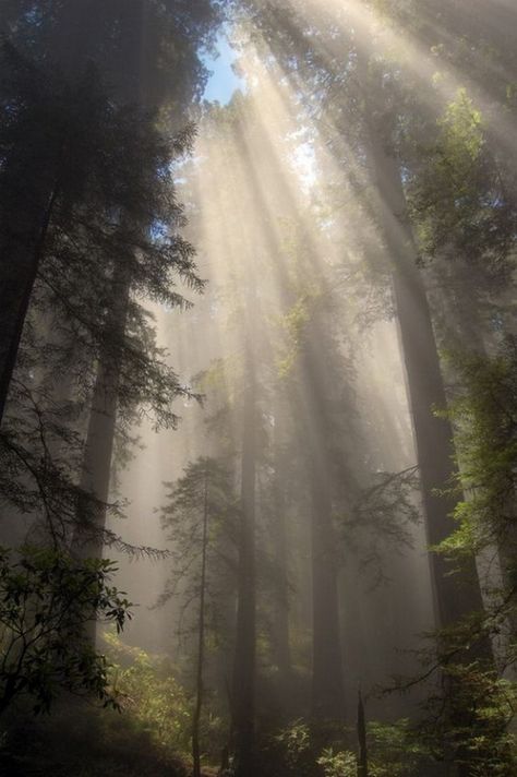 숲 사진, متحف فني, Dark Naturalism, Foggy Forest, Fairy Aesthetic, Redwood Forest, Images Esthétiques, The Fog, Nature Aesthetic