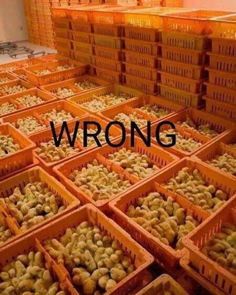 This is the egg industry. These crates are full of tiny male chicks that will be poured, crate by crate, into a large grinder. Why?… The Circle Of Life, Vegan Quotes, Why Vegan, Factory Farming, Vegan Inspiration, Baby Chickens, Stop Animal Cruelty, Vegan Animals, Circle Of Life